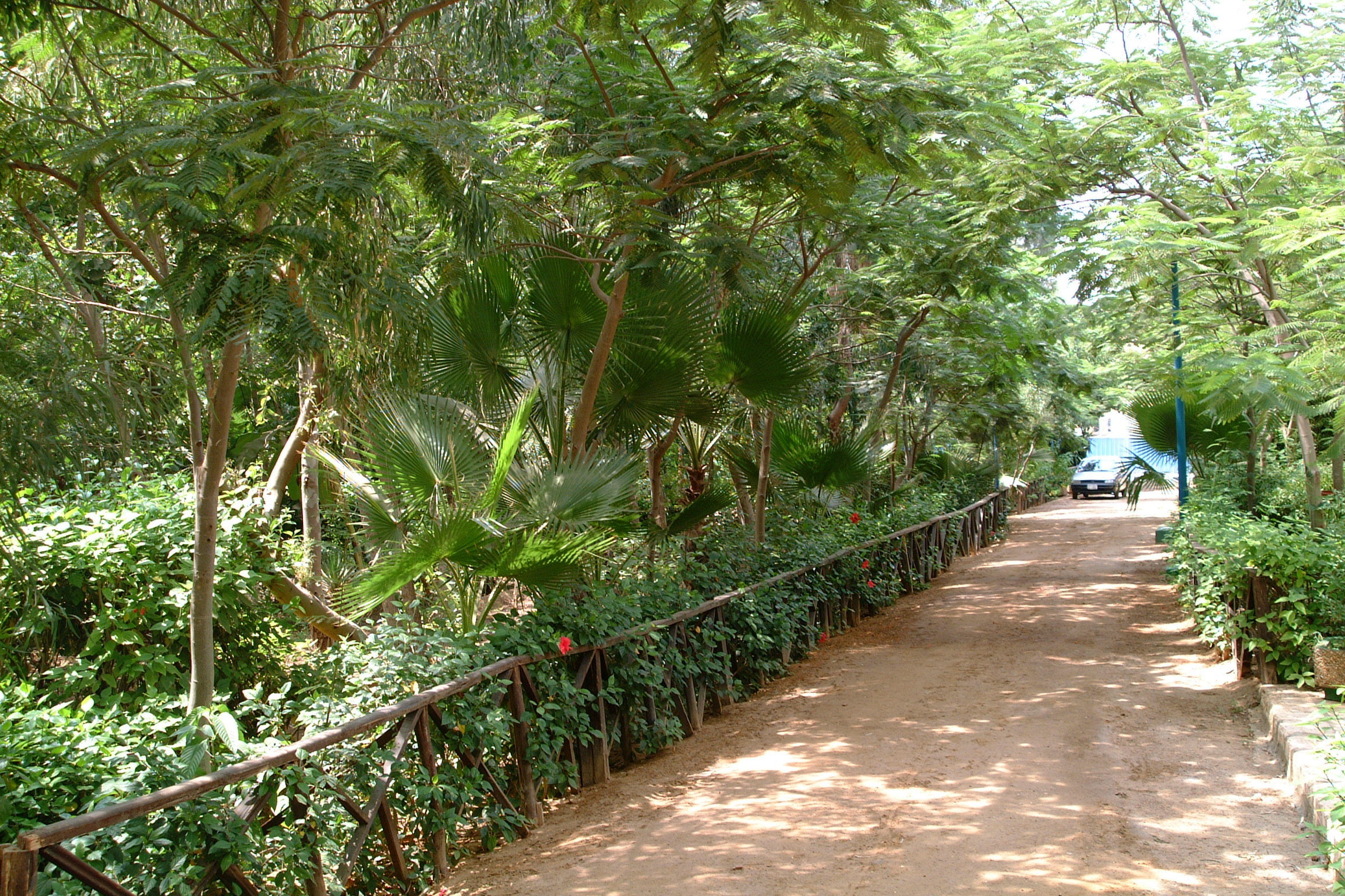 Jungle Area 