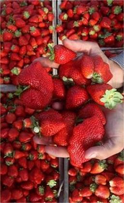 The Ministry of Agriculture announces the opening of the Uzbek market to Egyptian fresh strawberry exports.