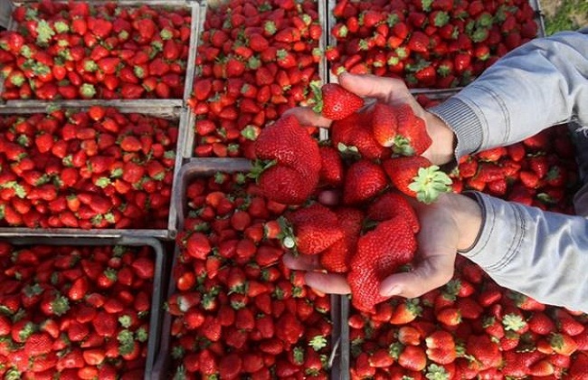 «الزراعة» تعلن فتح السوق الأوزبكي أمام صادرات مصر من الفراولة الطازجة