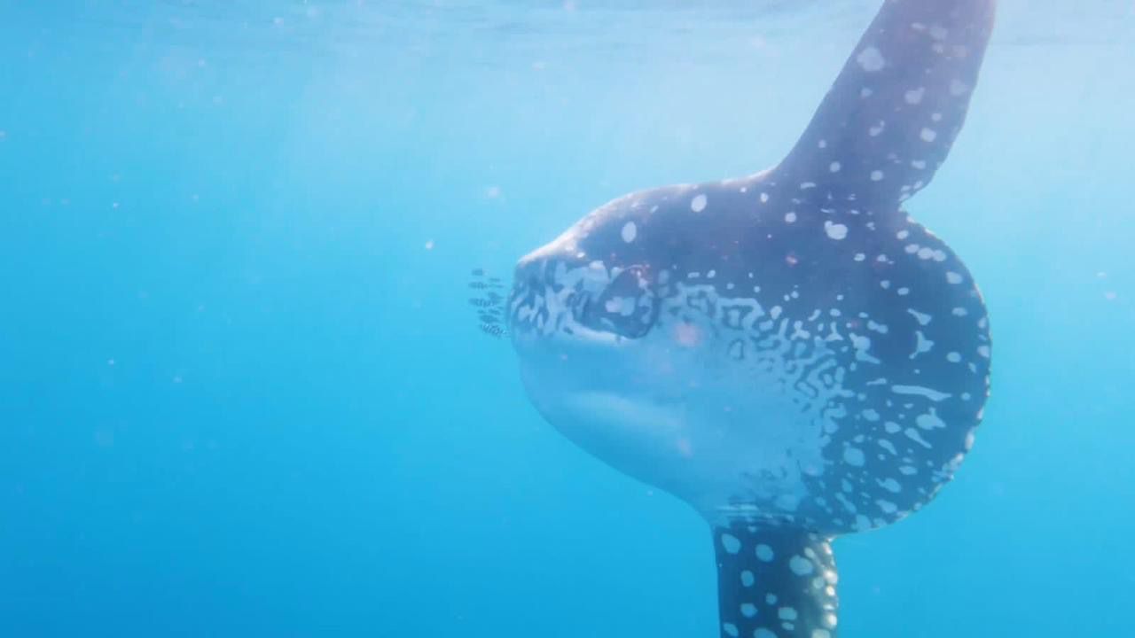 A rare sighting of a giant and rare "Mola mola" fish off the coast of Hurghada