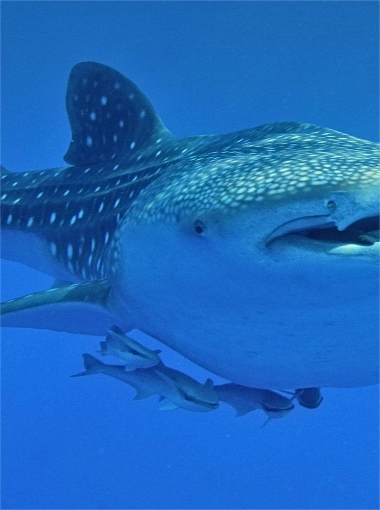 The "Peaceful Sea Monster" in Danger: What Do You Know About the Whale Shark After a Brutal Hunting Incident?