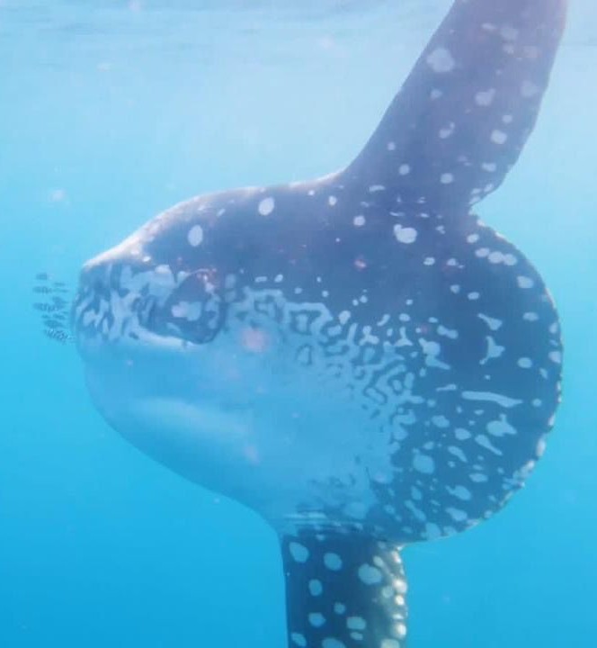 A rare sighting of a giant and rare "Mola mola" fish off the coast of Hurghada
